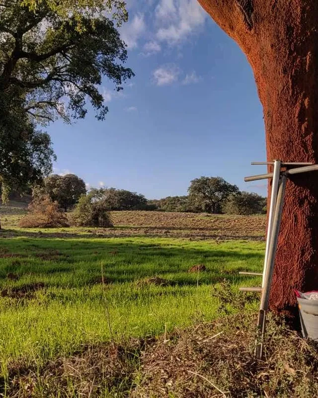 Montado — paisagem agrícola portuguesa